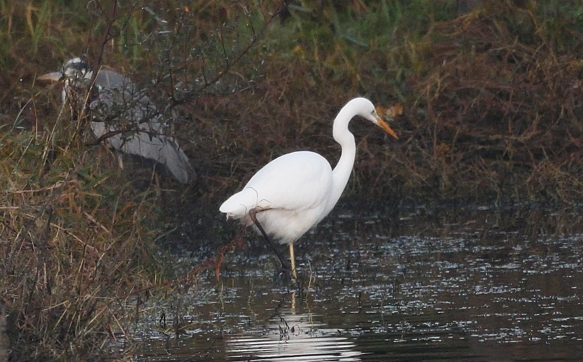 Great Egret - ML646516130