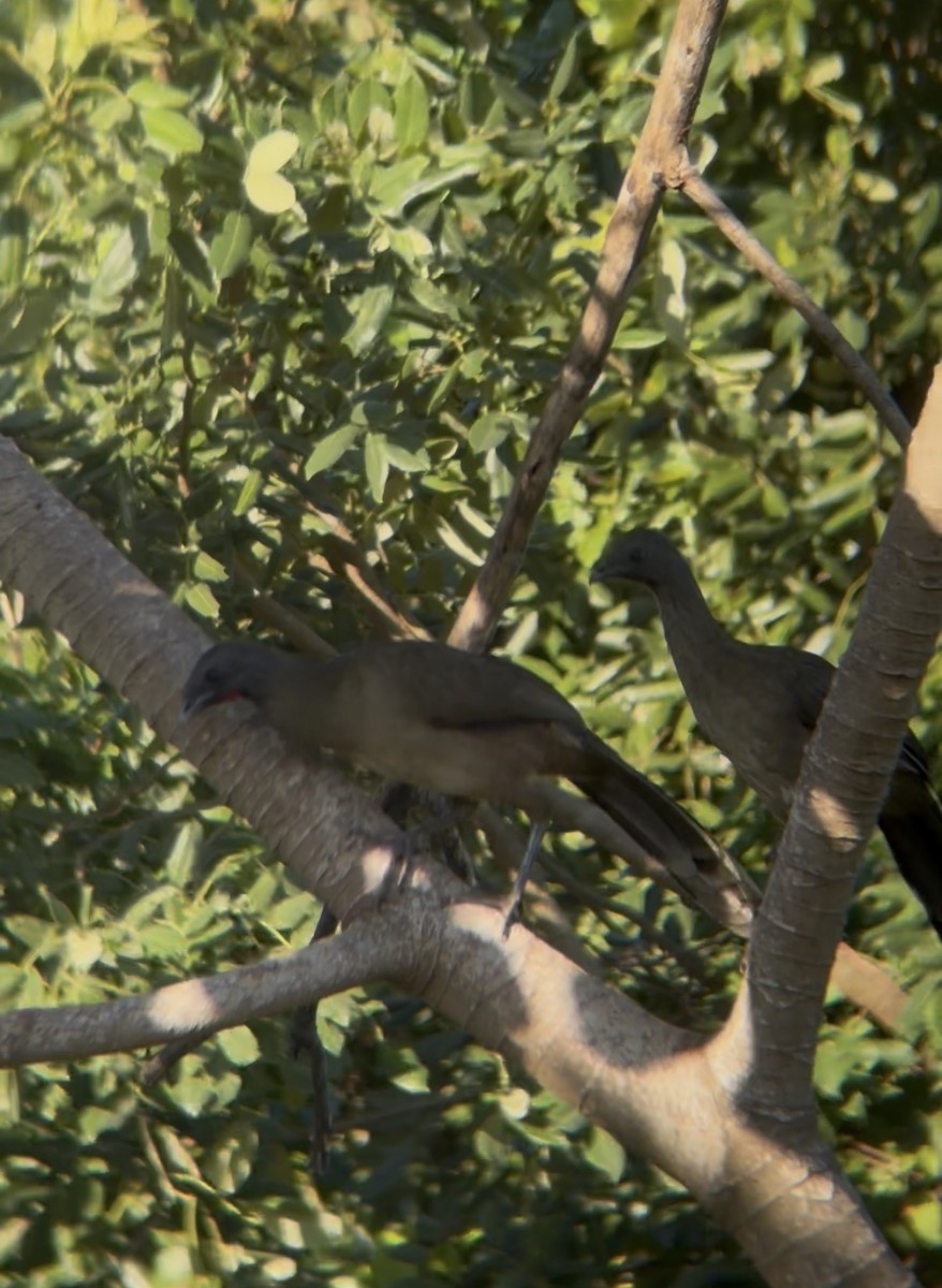 Plain Chachalaca - ML646516132