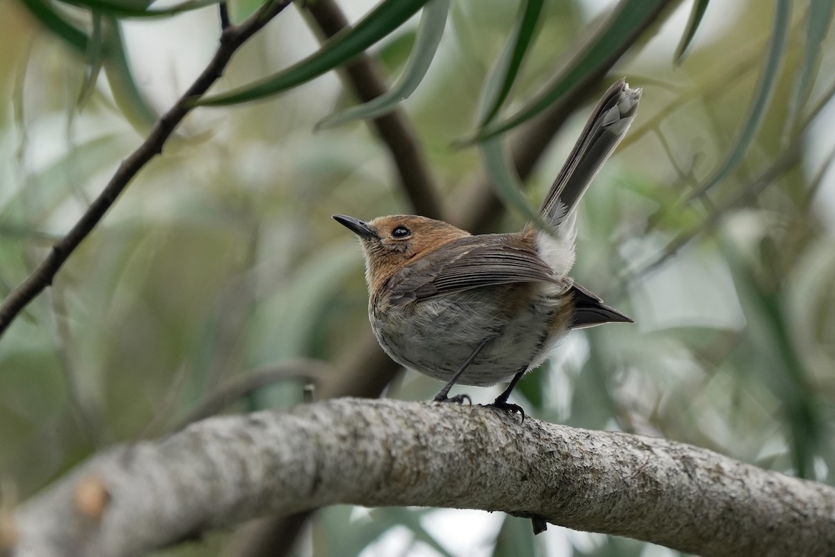 Kauai Monarkı - ML646516133