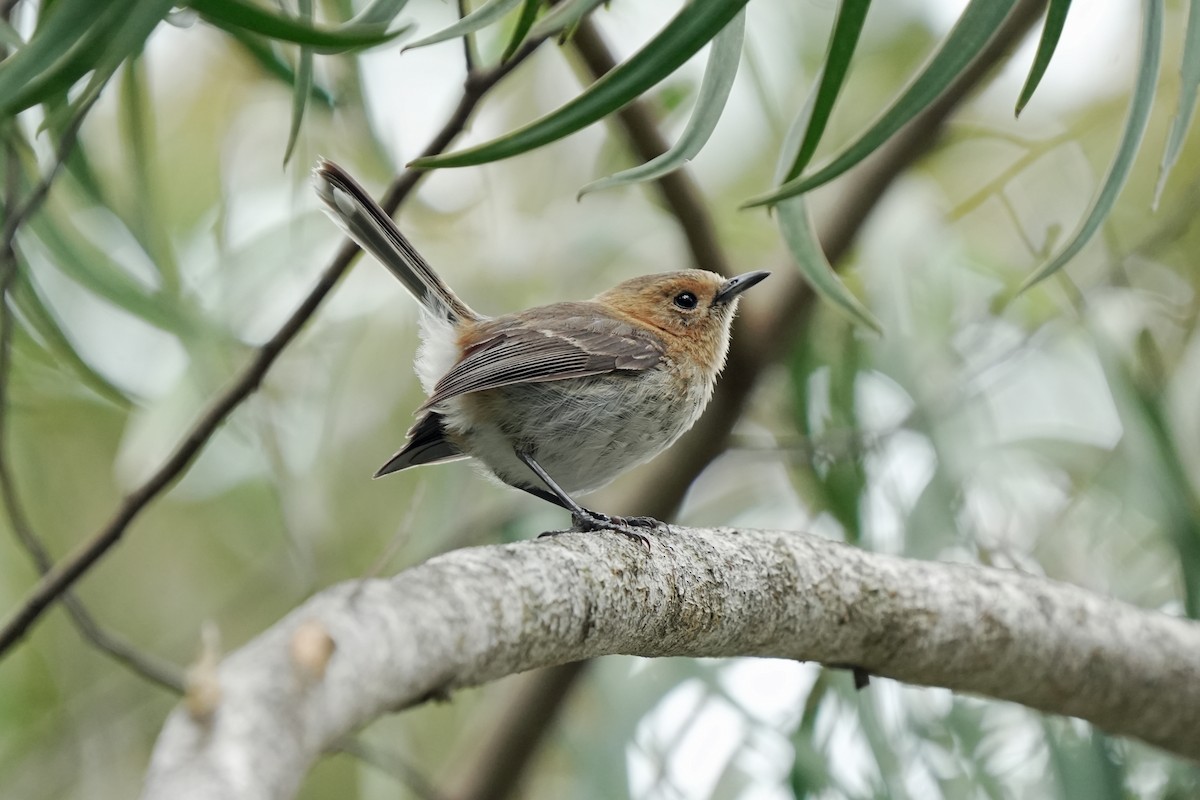 Kauai Monarkı - ML646516134