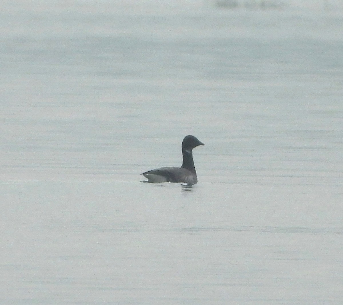 Brant - ML646516136