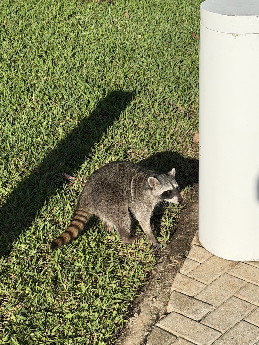 Animals - ML646516137