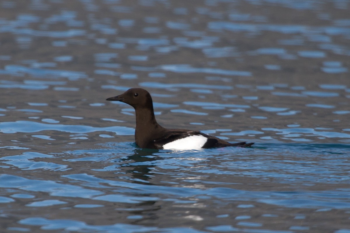 Black Guillemot - ML646516141