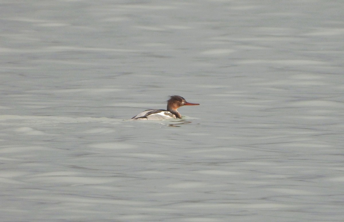 Tarakdiş - ML646516142