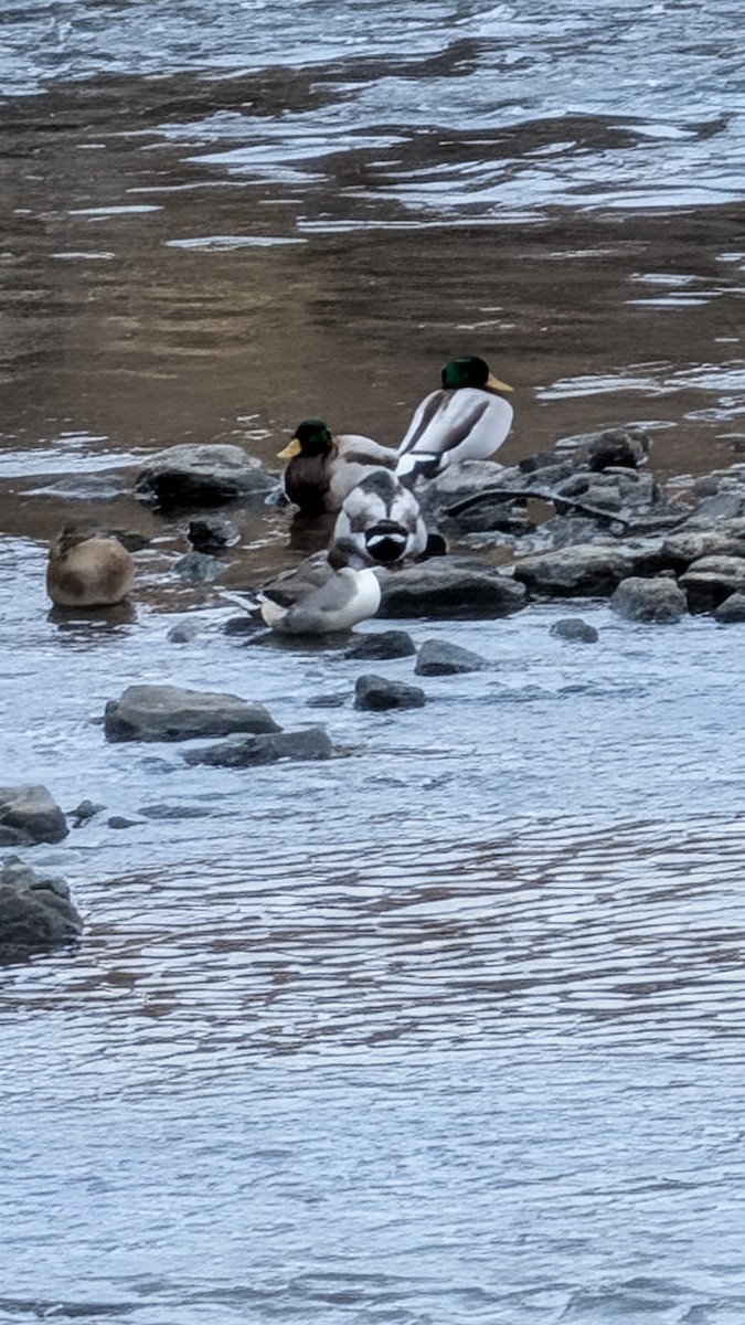 Northern Pintail - ML646516152