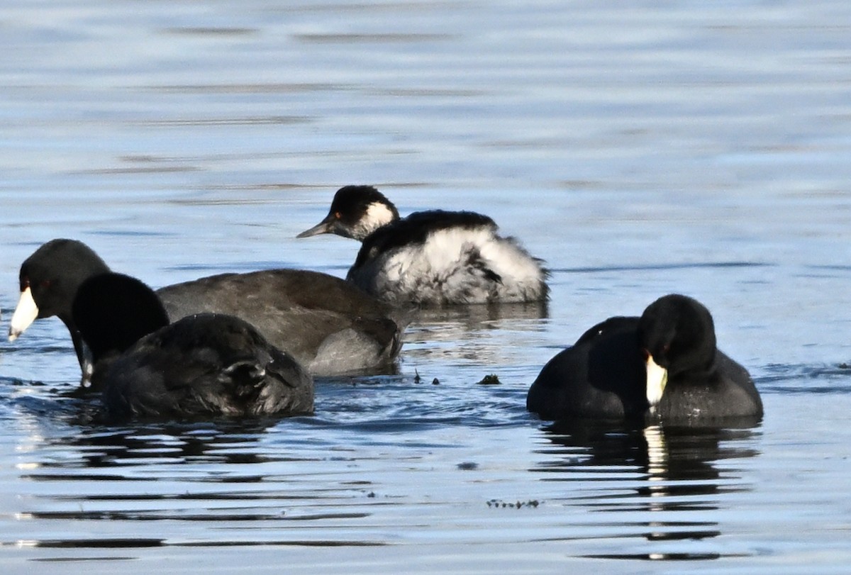 Grèbe à cou noir - ML646516153