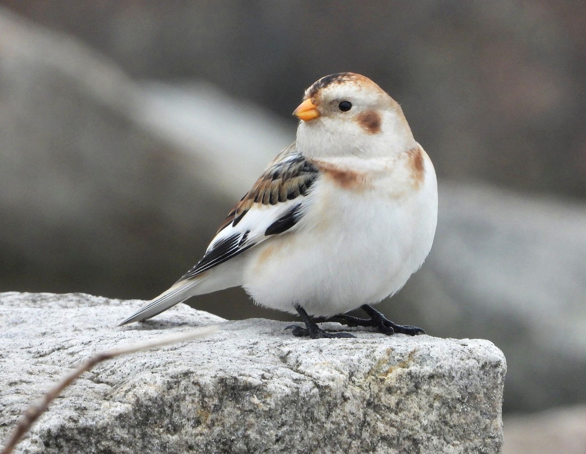 Snow Bunting - ML646516159