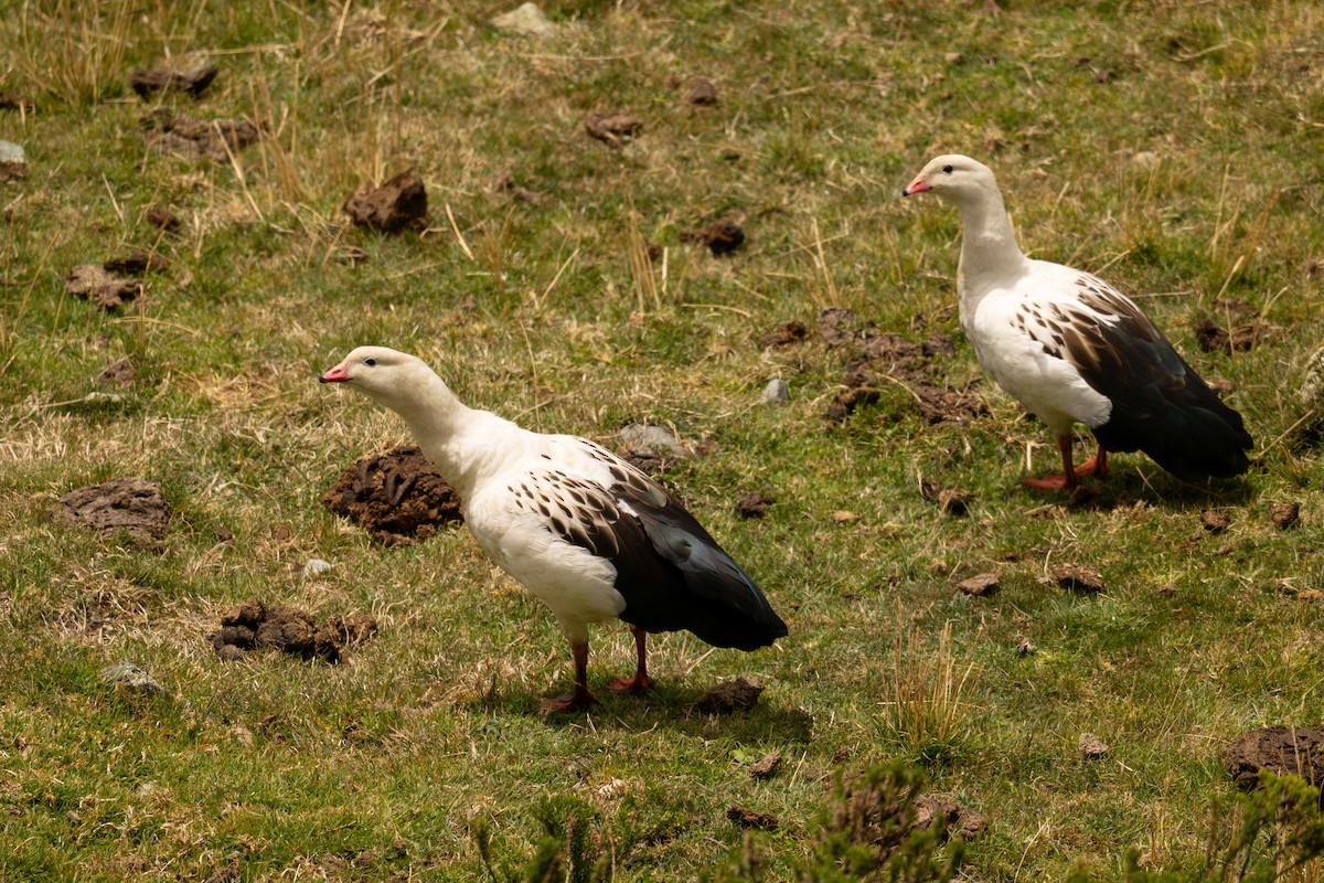 Andengans - ML646516160