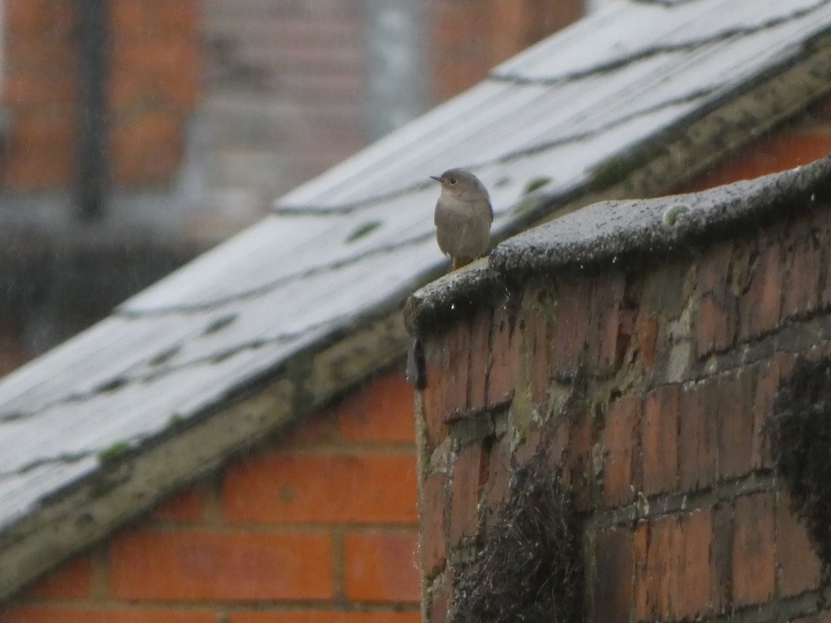 Black Redstart - ML646516164