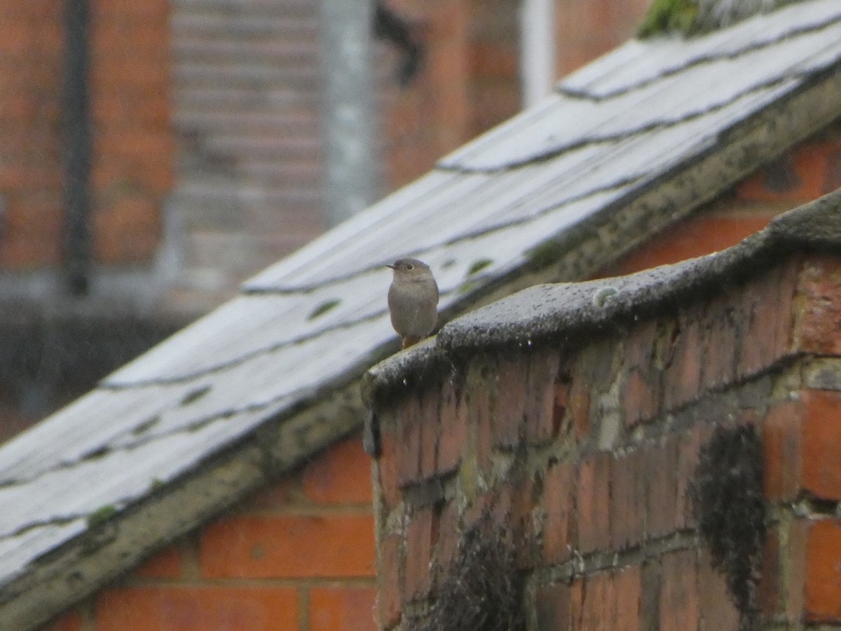 Black Redstart - ML646516165