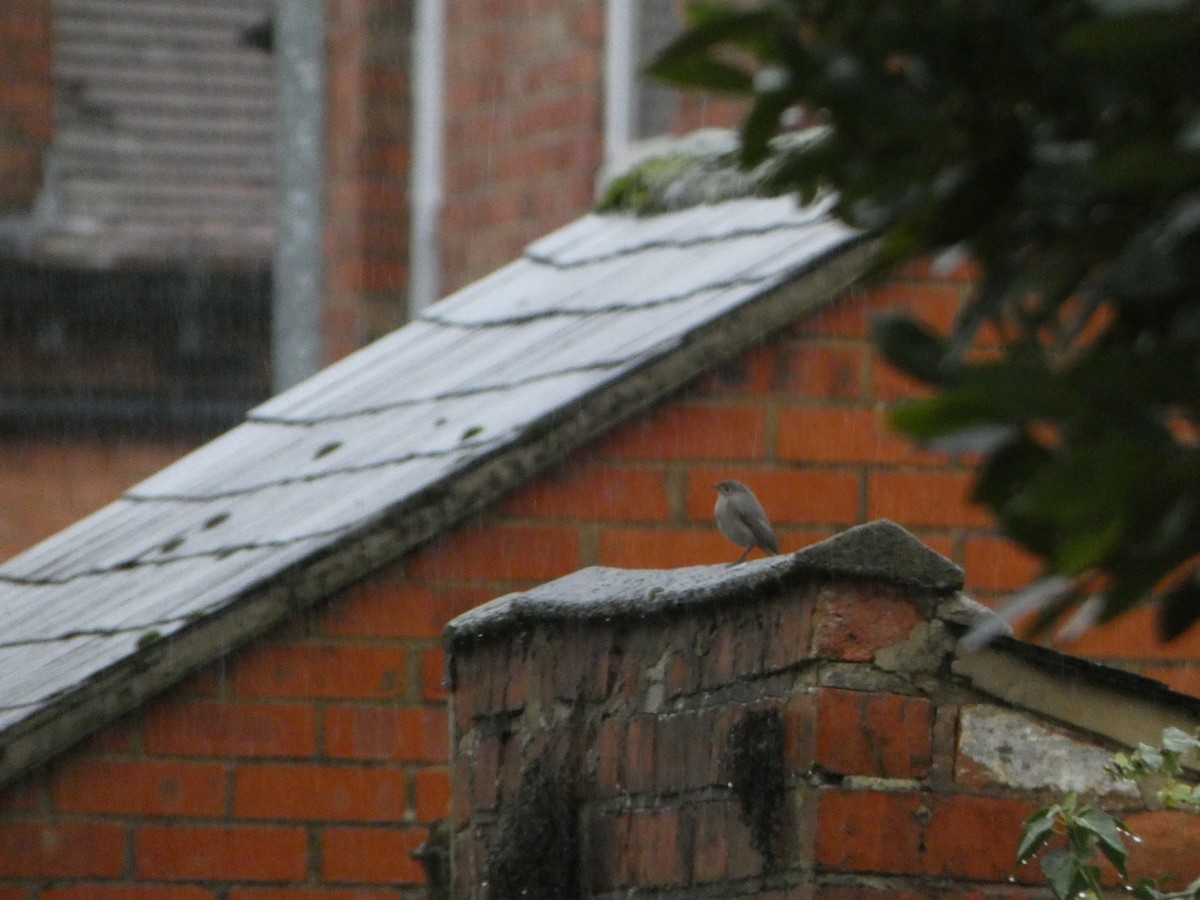 Black Redstart - ML646516166