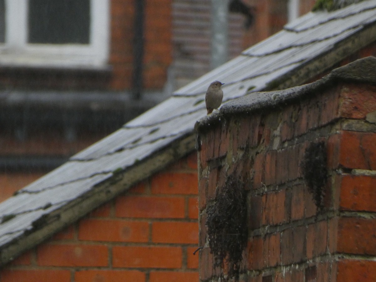 Black Redstart - ML646516167