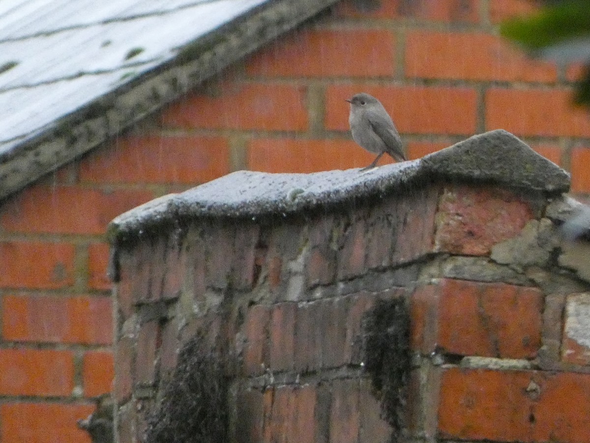 Black Redstart - ML646516168