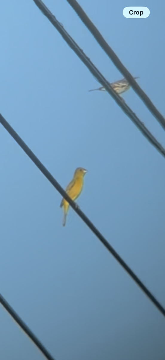 Painted Bunting - ML646516169