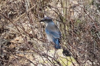 Woodhouse's Scrub-Jay - ML646516170