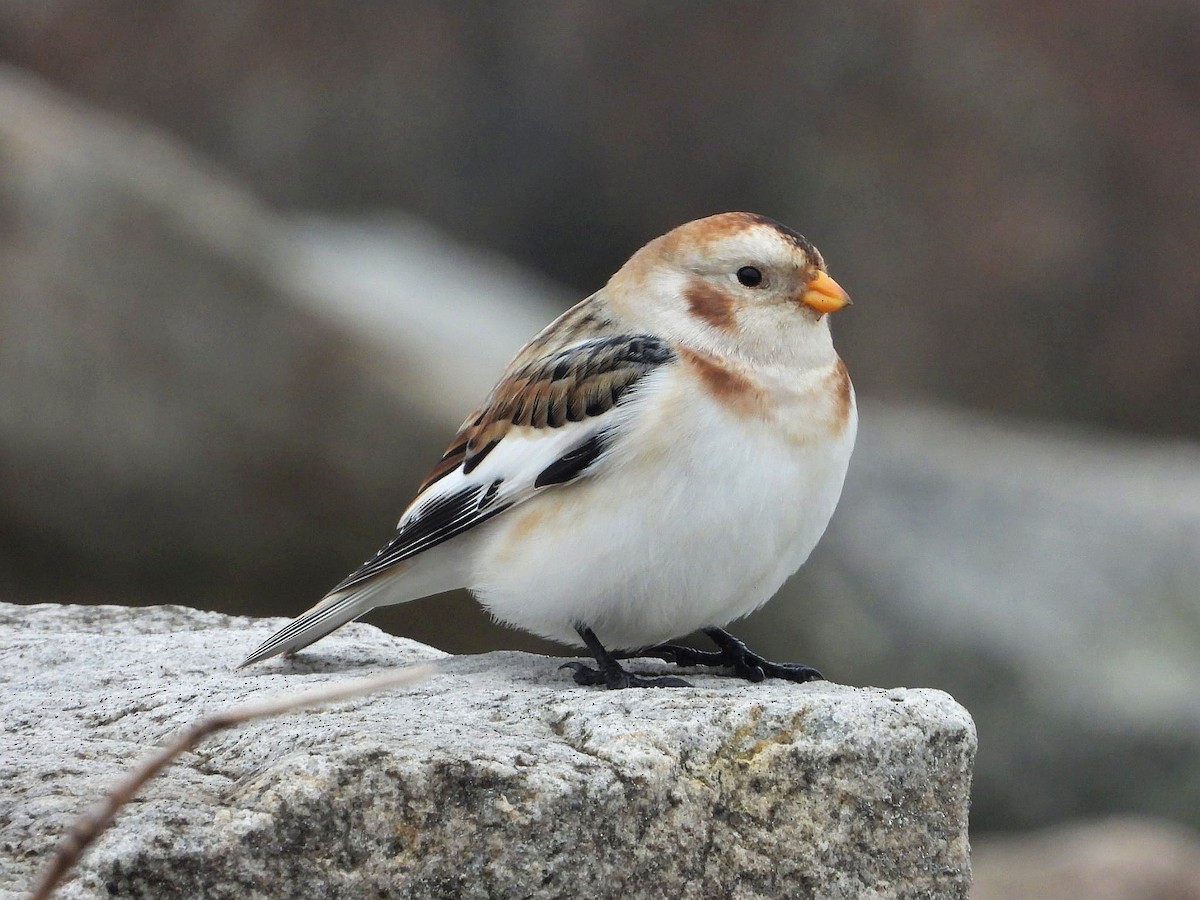 Snow Bunting - ML646516171