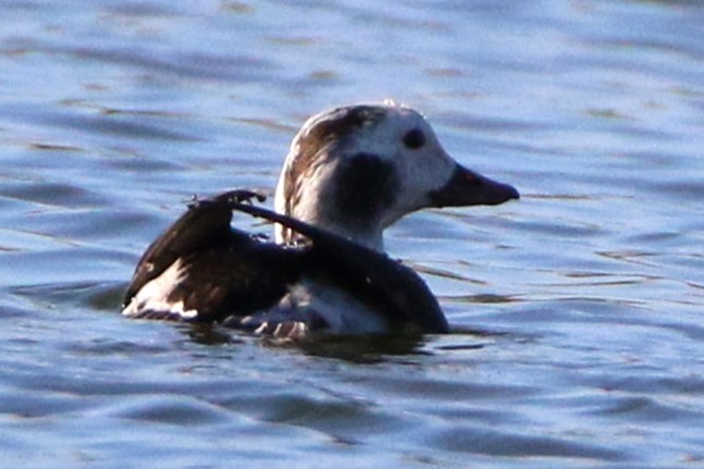 Long-tailed Duck - ML646516172