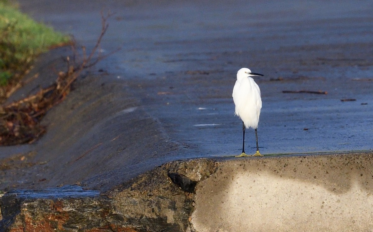 Little Egret - ML646516173