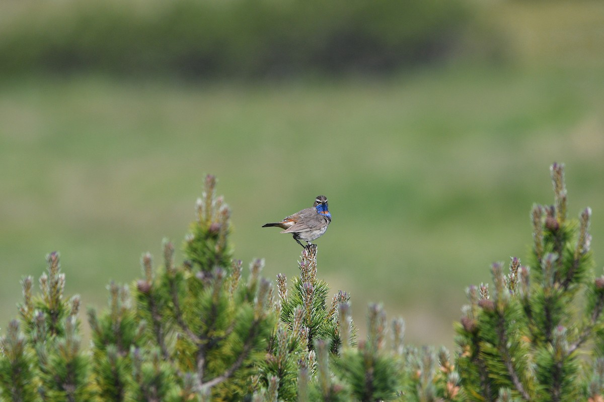 Bluethroat (Red-spotted) - ML646516175