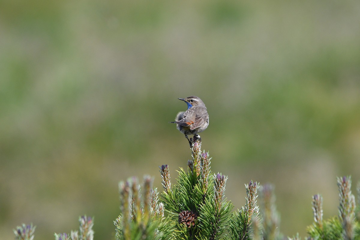 Bluethroat (Red-spotted) - ML646516176