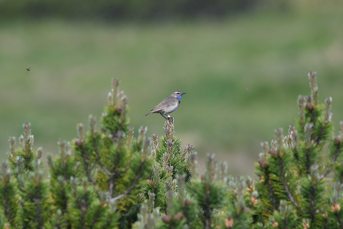 Bluethroat (Red-spotted) - ML646516177