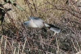 Mexican Jay - ML646516180