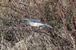 Mexican Jay - ML646516181