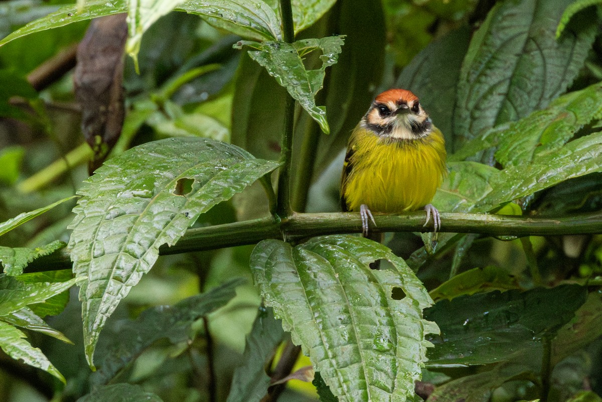 Rufous-crowned Tody-Flycatcher - ML646516190