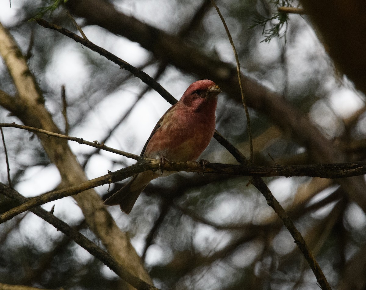 Purple Finch - ML646516191
