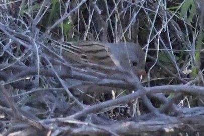 Black-chinned Sparrow - ML646516194