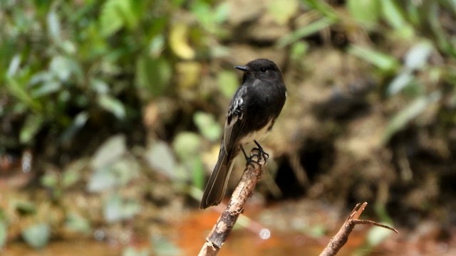 Black Phoebe - ML646516197