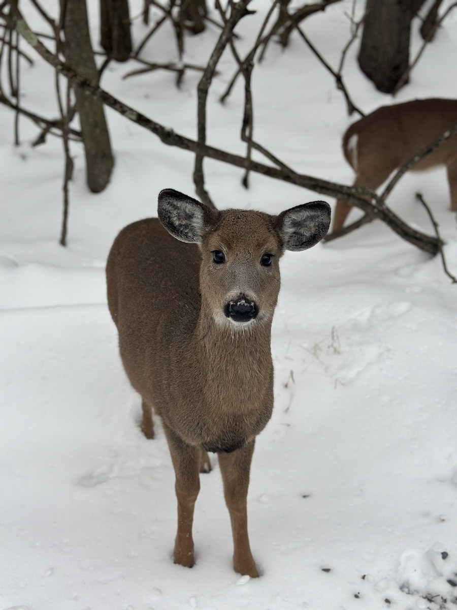 White-tailed Deer - ML646516200