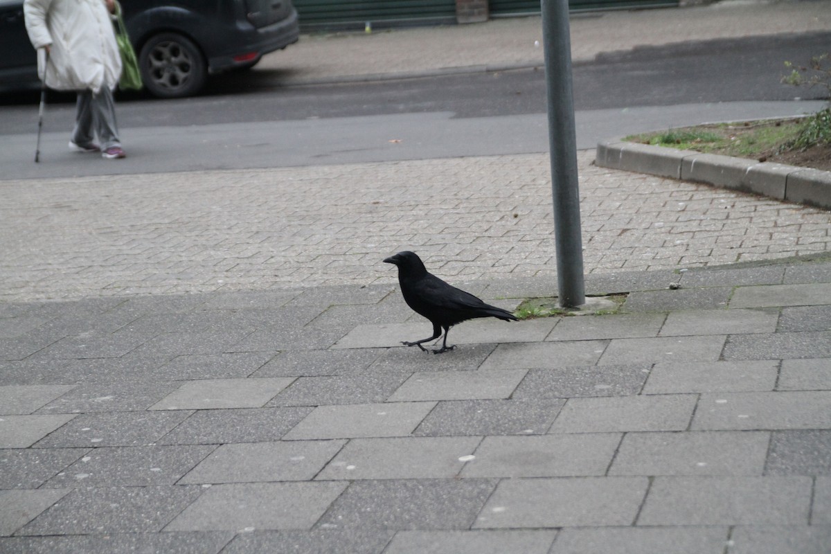 Carrion Crow - ML646516203