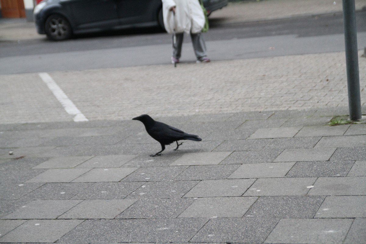 Carrion Crow - ML646516204
