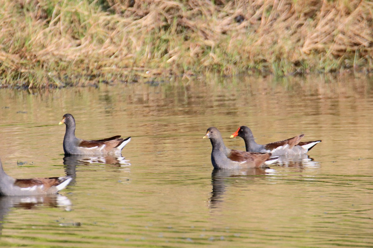 Курочка латиноамериканська - ML646516205