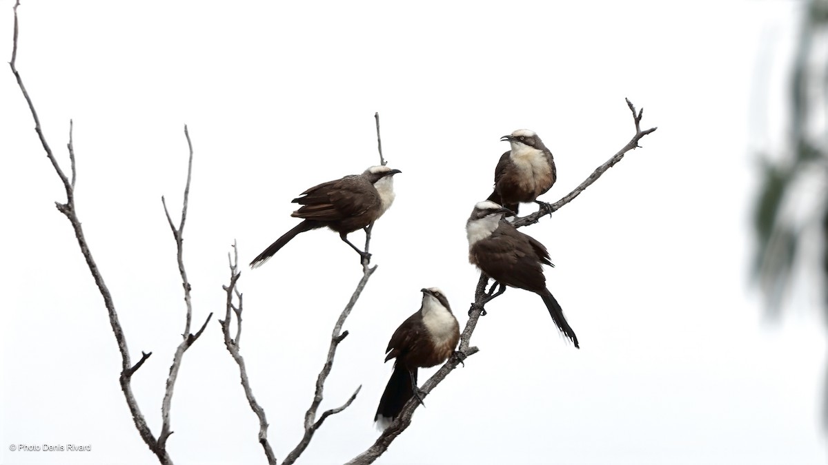 Gray-crowned Babbler - ML646516207