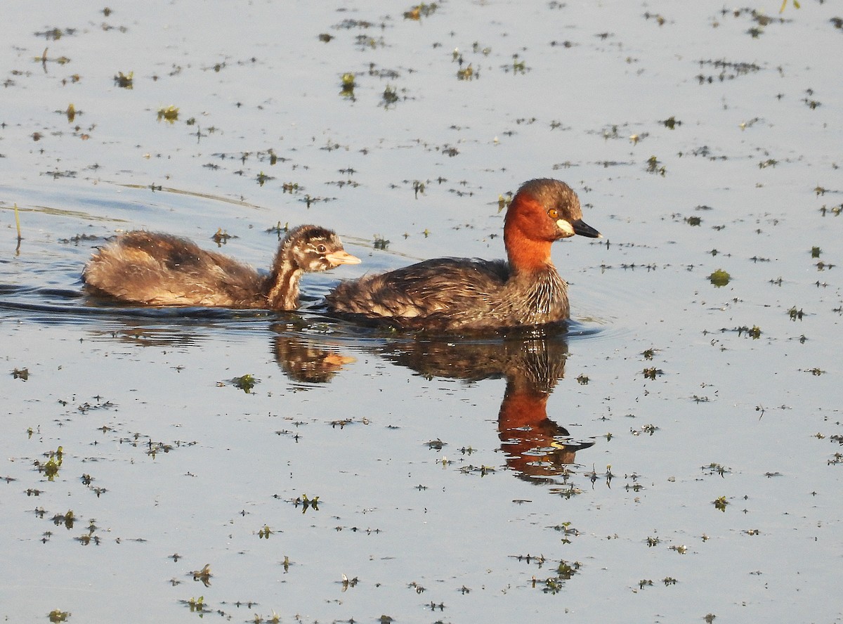 Little Grebe - ML646516209