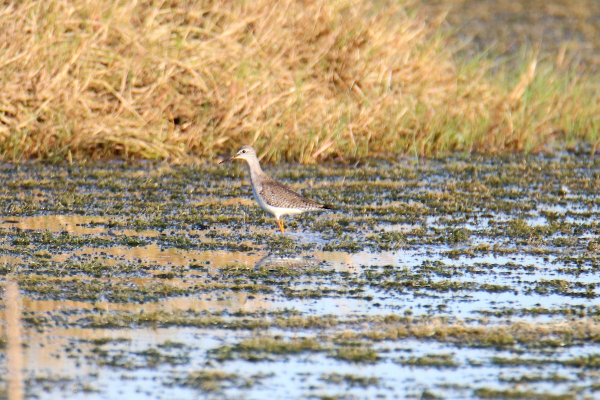 Lesser Yellowlegs - ML646516216