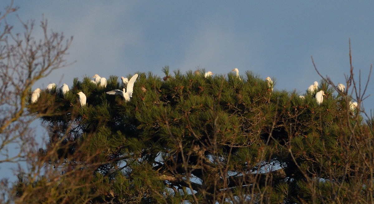 Western Cattle-Egret - ML646516224