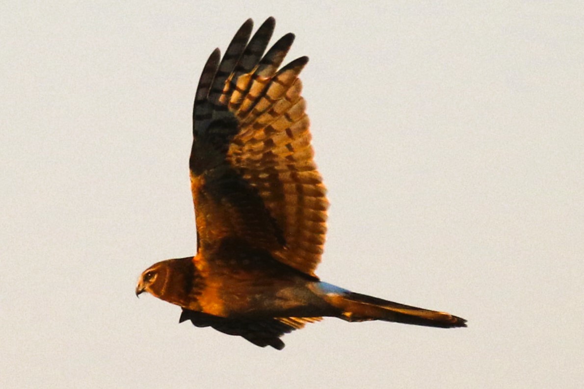Northern Harrier - ML646516232