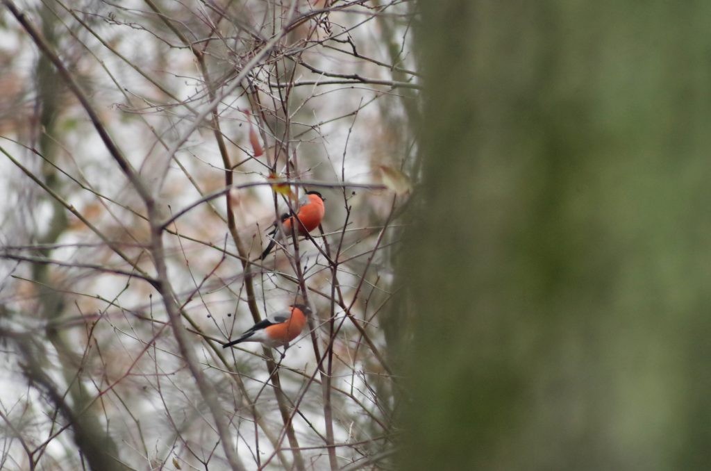 Eurasian Bullfinch - ML646516234