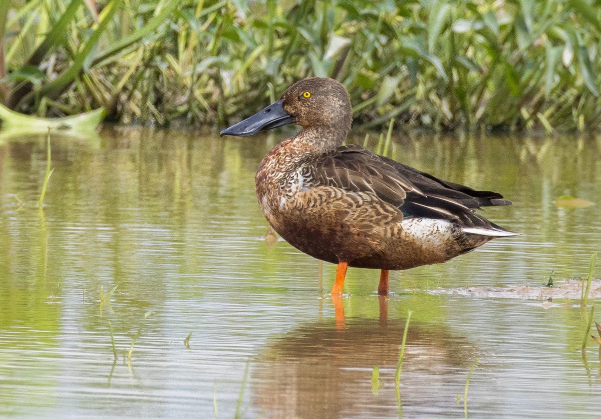 Northern Shoveler - ML646516236