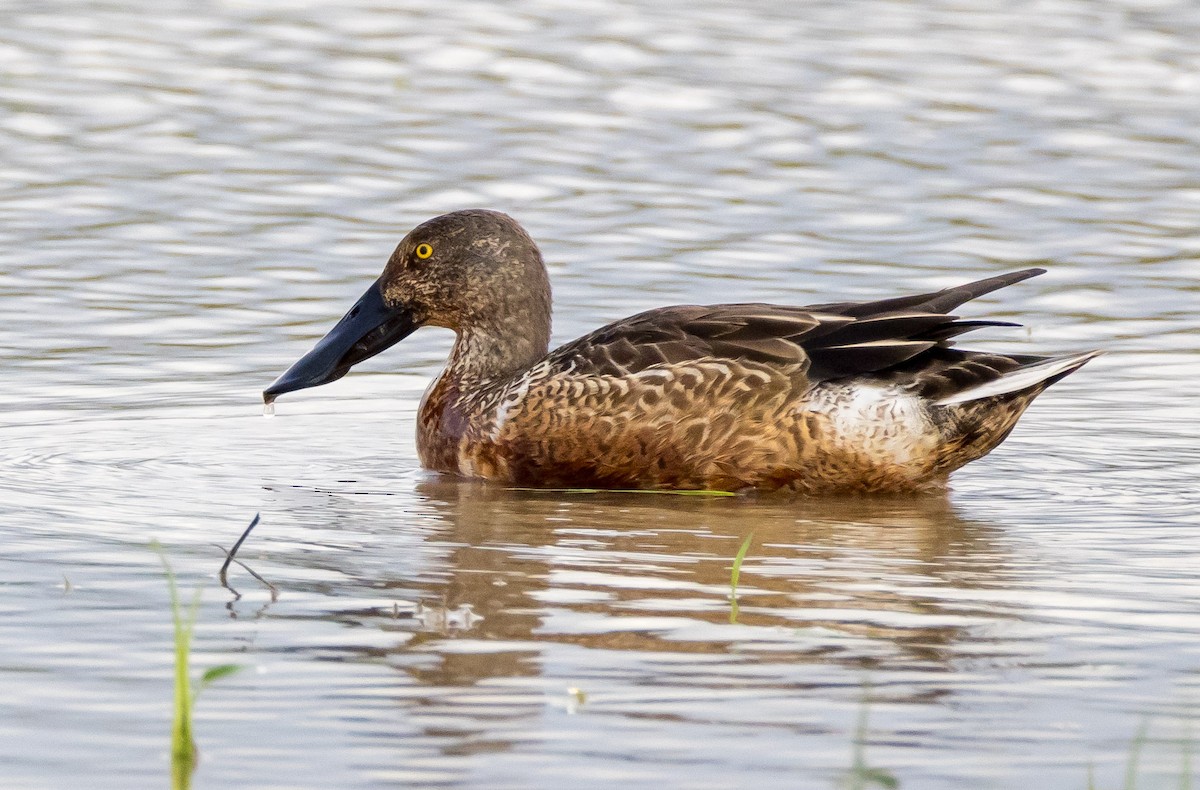 Northern Shoveler - ML646516237