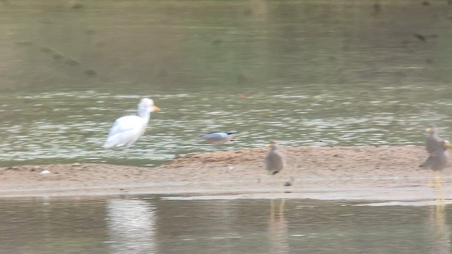 Egyptian Plover - ML646516238