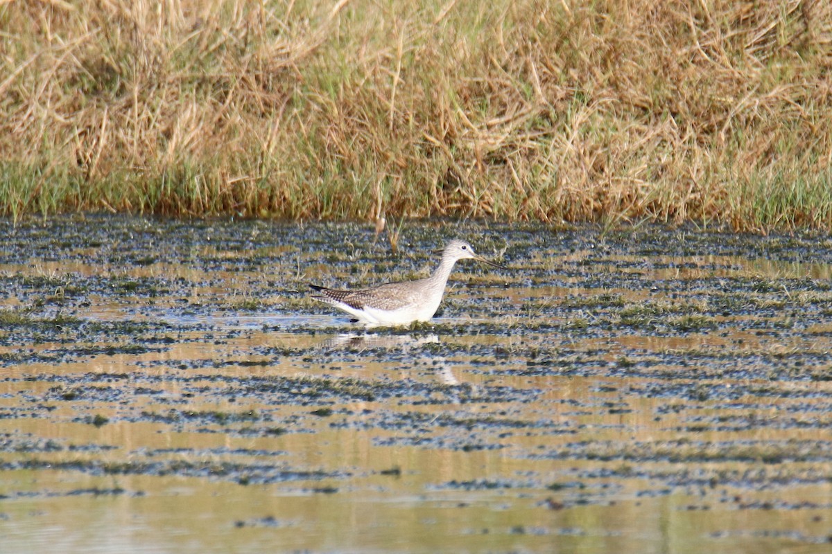 Коловодник строкатий - ML646516239