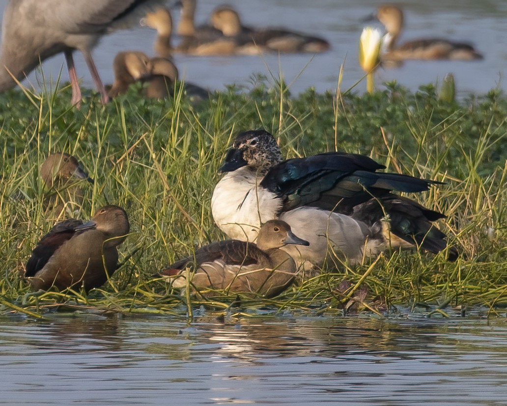 コブガモ - ML646516240