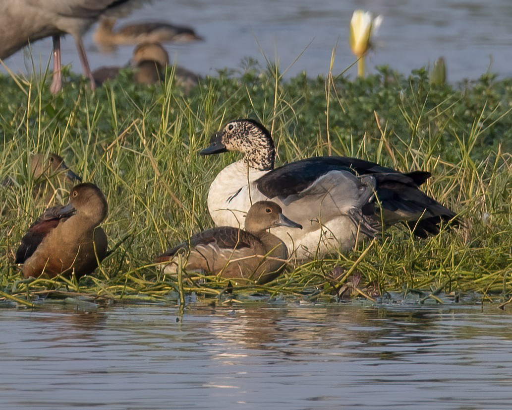 コブガモ - ML646516241