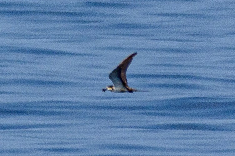 tøyleterne - ML646516242