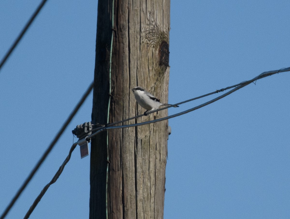 Loggerhead Shrike - ML646516244