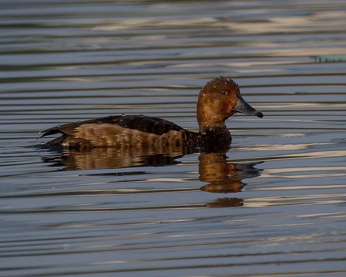 Moretta tabaccata - ML646516246